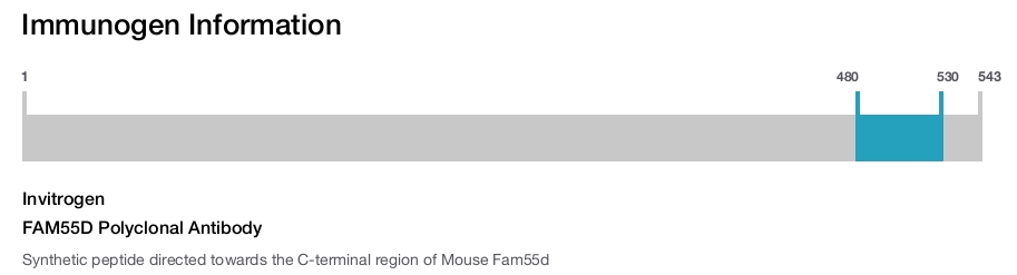 FAM55D Polyclonal Antibody