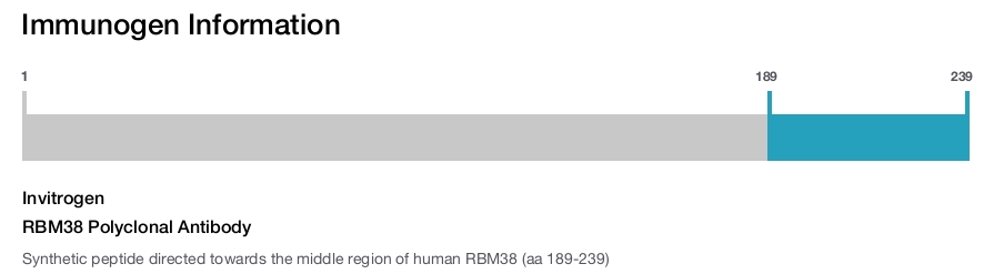 RBM38 Polyclonal Antibody