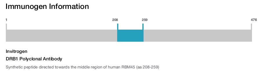 DRB1 Polyclonal Antibody