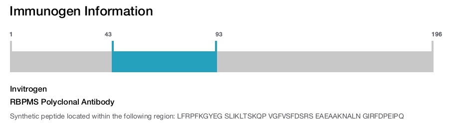 RBPMS Polyclonal Antibody