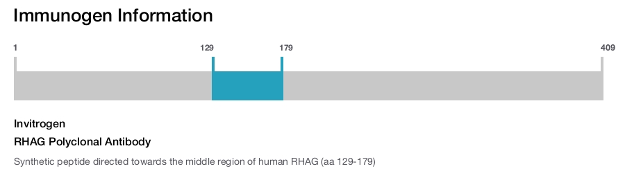 RHAG Polyclonal Antibody