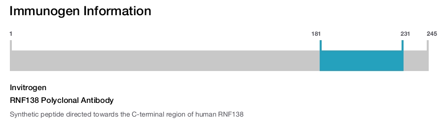 RNF138 Polyclonal Antibody