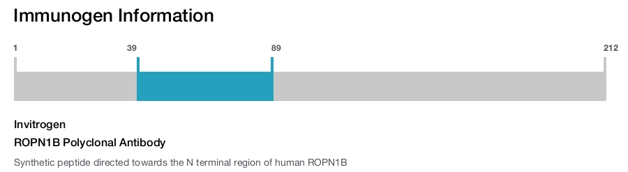 ROPN1B Polyclonal Antibody