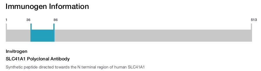 SLC41A1 Polyclonal Antibody