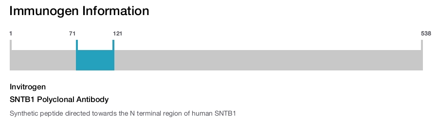 SNTB1 Polyclonal Antibody