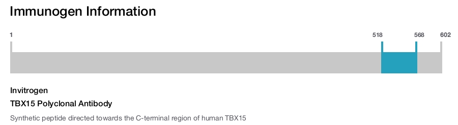 TBX15 Polyclonal Antibody