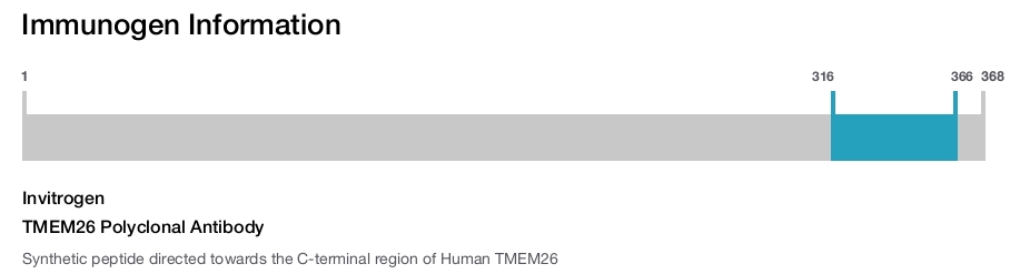 TMEM26 Polyclonal Antibody