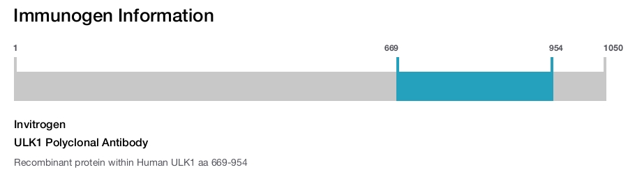 ULK1 Polyclonal Antibody