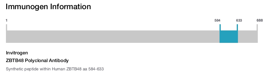 ZBTB48 Polyclonal Antibody