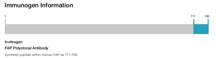 FAP Polyclonal Antibody