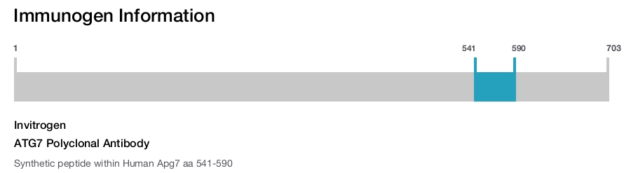 ATG7 Polyclonal Antibody