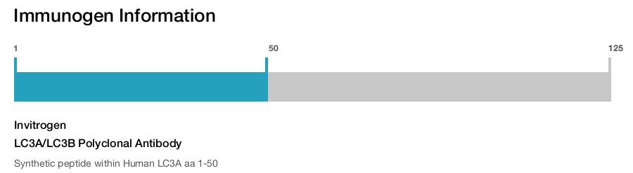 LC3A/LC3B Polyclonal Antibody