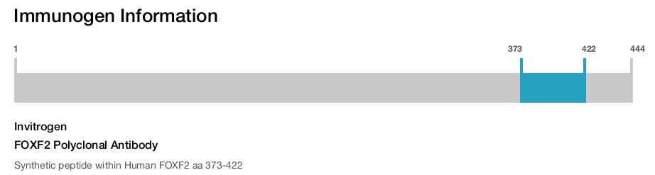 FOXF2 Polyclonal Antibody