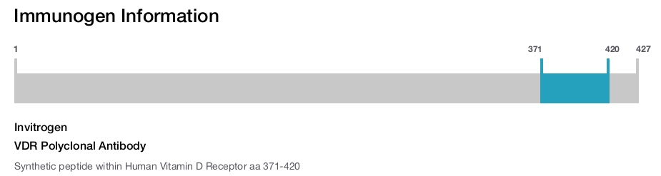 VDR Polyclonal Antibody