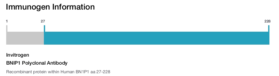 BNIP1 Polyclonal Antibody