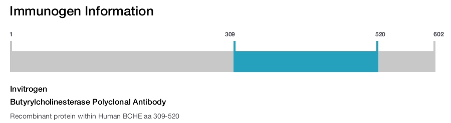 Butyrylcholinesterase Polyclonal Antibody