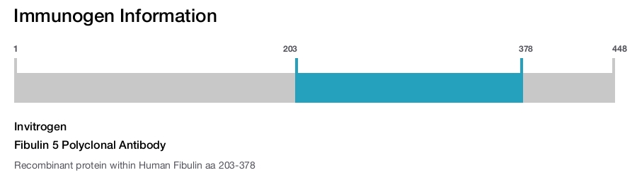 Fibulin 5 Polyclonal Antibody
