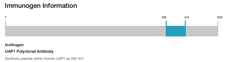 UAP1 Polyclonal Antibody