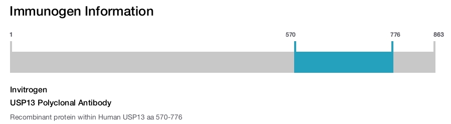 USP13 Polyclonal Antibody