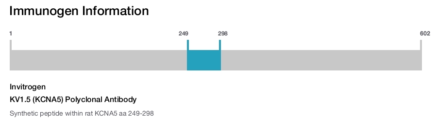 KV1.5 (KCNA5) Polyclonal Antibody