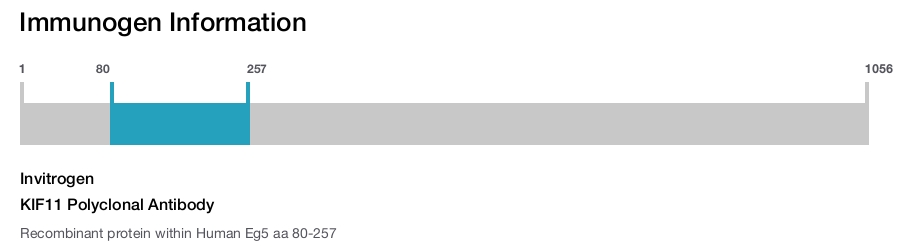 KIF11 Polyclonal Antibody