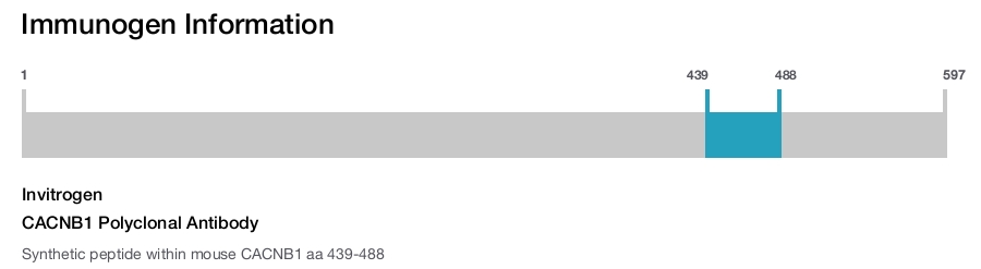 CACNB1 Polyclonal Antibody