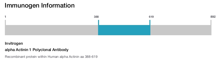 alpha Actinin 1 Polyclonal Antibody