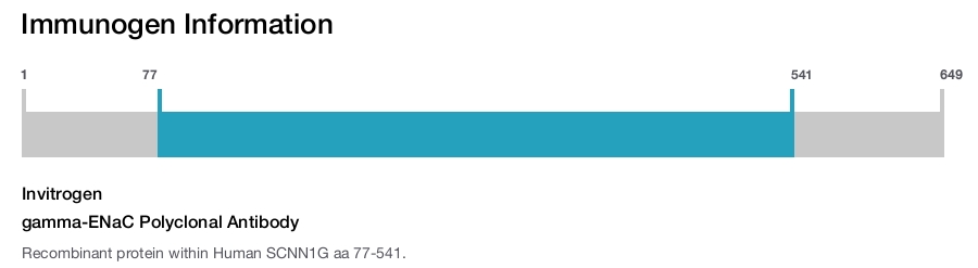 gamma-ENaC Polyclonal Antibody