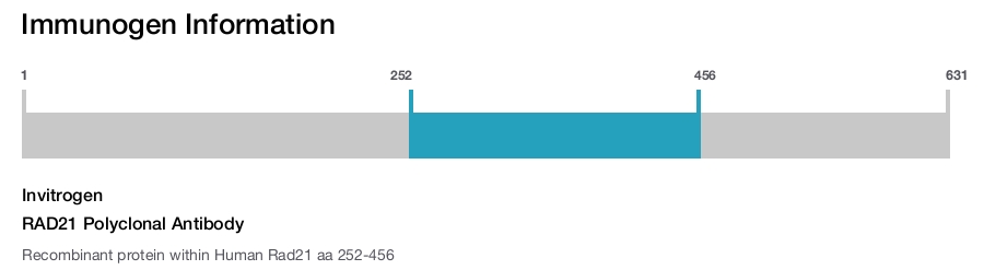 RAD21 Polyclonal Antibody