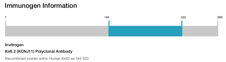 Kir6.2 (KCNJ11) Polyclonal Antibody