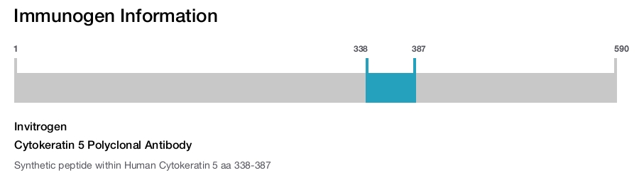 Cytokeratin 5 Polyclonal Antibody