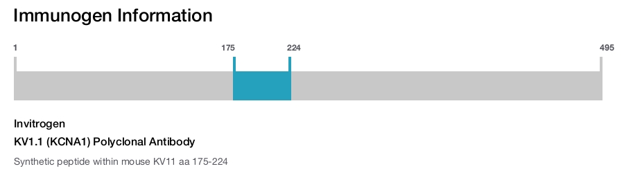 KV1.1 (KCNA1) Polyclonal Antibody