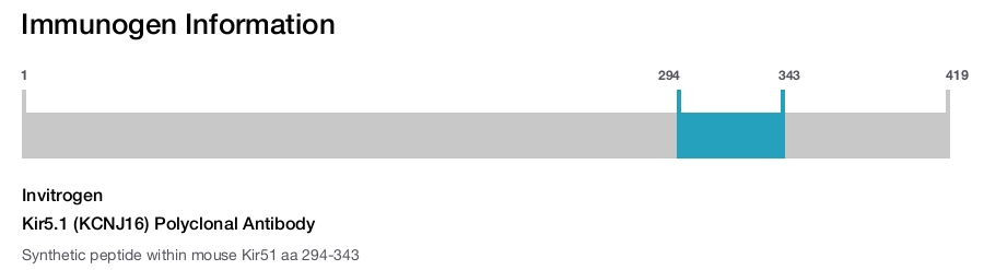 Kir5.1 (KCNJ16) Polyclonal Antibody