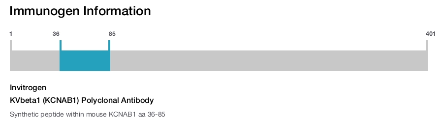 KVbeta1 (KCNAB1) Polyclonal Antibody