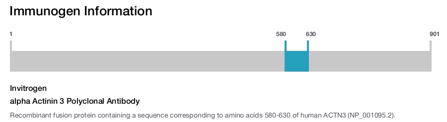 alpha Actinin 3 Polyclonal Antibody