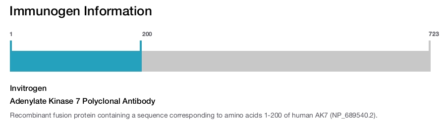 Adenylate Kinase 7 Polyclonal Antibody