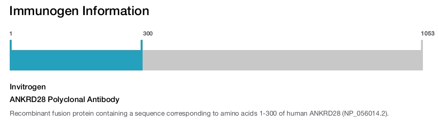 ANKRD28 Polyclonal Antibody