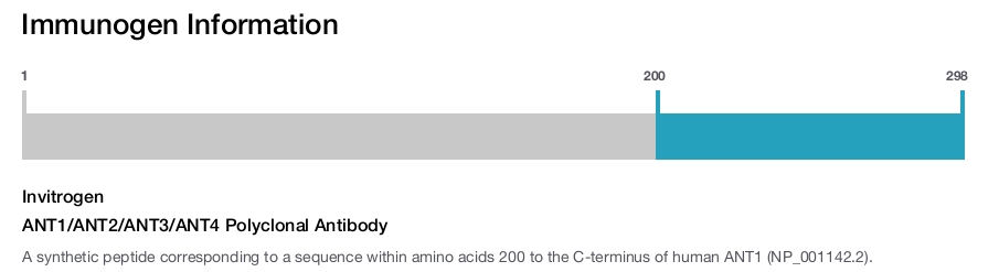 ANT1/ANT2/ANT3/ANT4 Polyclonal Antibody