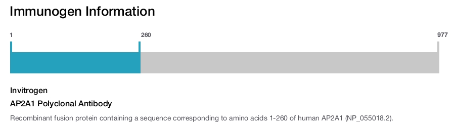 AP2A1 Polyclonal Antibody