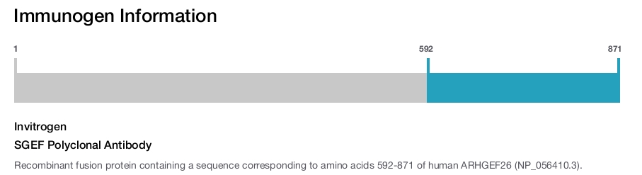 SGEF Polyclonal Antibody