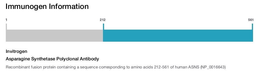 Asparagine Synthetase Polyclonal Antibody