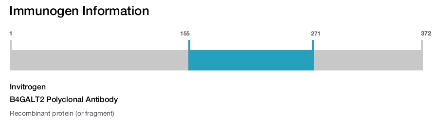 B4GALT2 Polyclonal Antibody