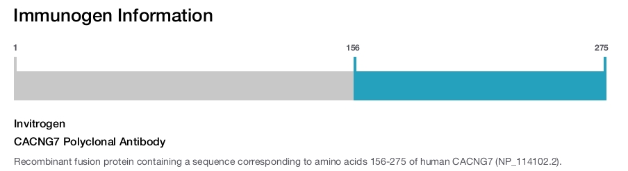 CACNG7 Polyclonal Antibody