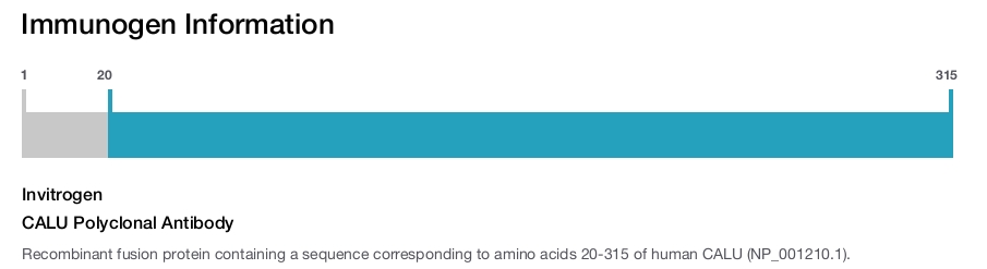 CALU Polyclonal Antibody
