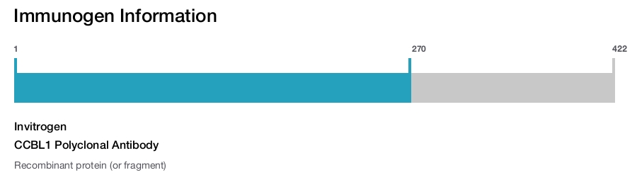 CCBL1 Polyclonal Antibody