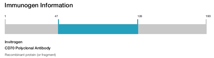 CD70 Polyclonal Antibody
