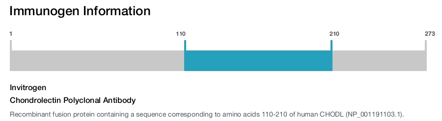 Chondrolectin Polyclonal Antibody