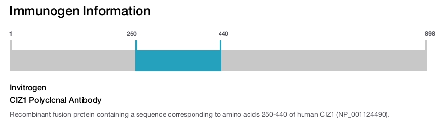 CIZ1 Polyclonal Antibody