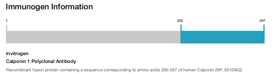 Calponin 1 Polyclonal Antibody
