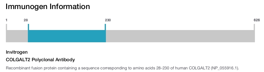 COLGALT2 Polyclonal Antibody